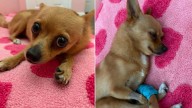 Florida Vets Discover Shocking Reason Behind Chihuahua’s Mysterious Illness