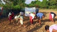 Field Day on Promoting Ethnobotanical Wisdom of Millets held in Meghalaya