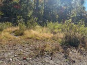 Dog owners stop using North Bay dog park due to unkempt conditions