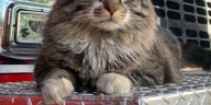 Ky. fire dept. offering reward after Herman Clark, the beloved station cat, goes missing