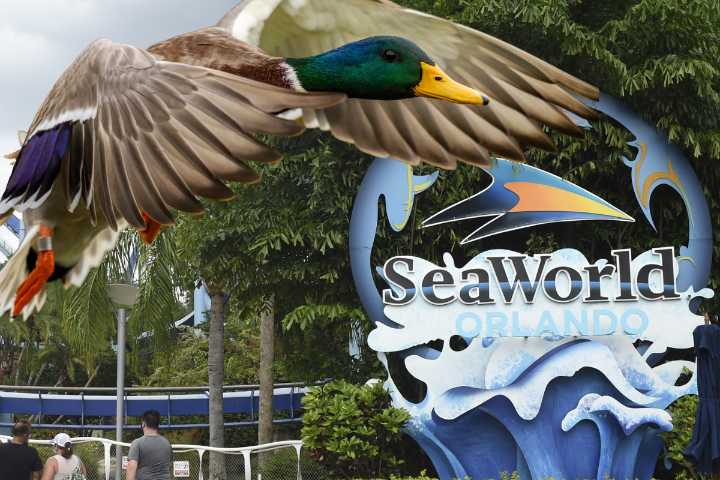 SeaWorld Guest Files Lawsuit After Allegedly Being Knocked Unconscious by Duck While on Ride