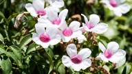 Ni buganvilla ni glicina: la planta de flores preciosas que llena de vida los muros de tu jardín