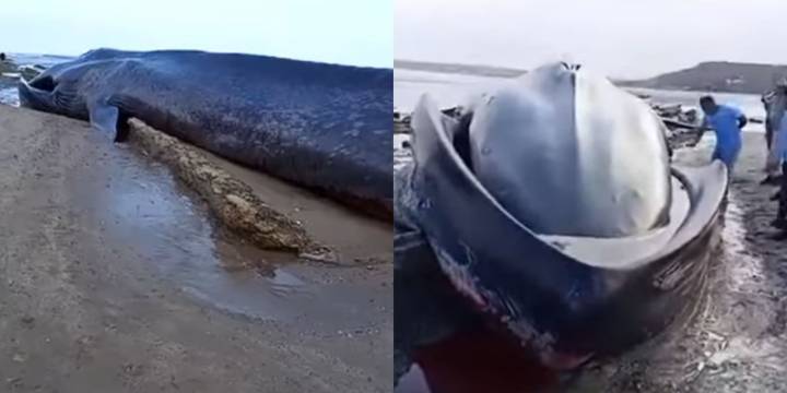Tumbes: Una ballena quedó varada en una playa durante fin de temporada de avistamiento de cetáceos