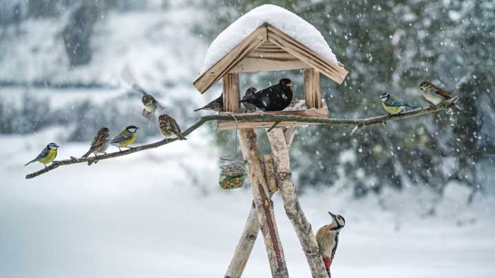 The Common Fall Yard Waste That'll Make Birds Flock To Your Feeder