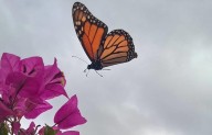 Se retrasa migración de mariposa Monarca