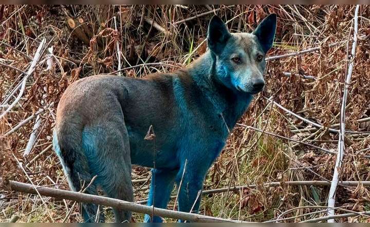 Científicos confirman que sí existen unos perros azules en Chernóbil, pero no son mutantes