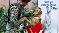 Border Security Force looking for native dog breeds; letters send to police departments of all states