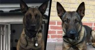 Thieves in Coventry caught with police dog after patrol car rammed