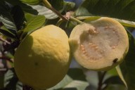 Guayaba: la fruta tropical que fortalece la salud