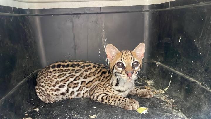 En imágenes: ocelote en grave estado fue rescatado por un viajero cerca a Bogotá