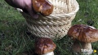 Los ocho restaurantes de Salamanca que participarán en las jornadas micológicas Buscasetas