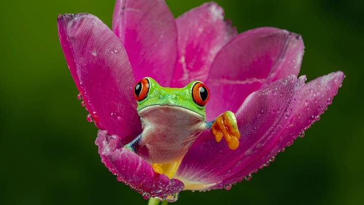 Frog Anatomy: A Simple Breakdown of How Frog Bodies Work