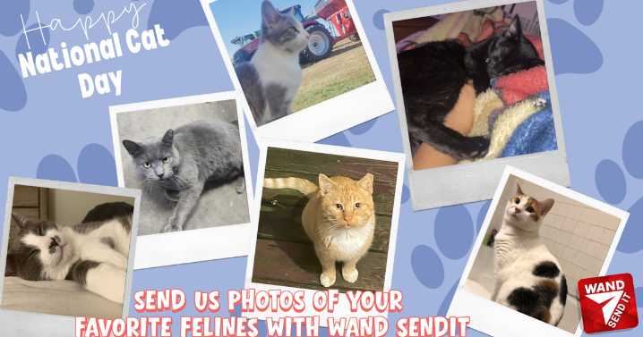 PHOTOS: National Cat Day 2025