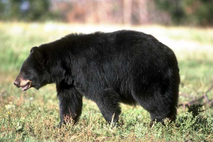 Arkansas logs what looks like second fatal bear attack in a month