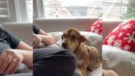 Heartbreak As Anxious Dog's Face Shows How Close He Was To Losing Hope At High