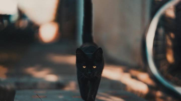 Halloween sin gatos negros