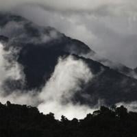 Australian rainforests no longer a carbon sink: study