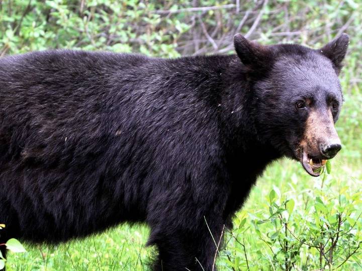 Bear sighting prompts warning in southwest Calgary