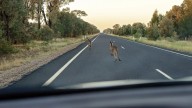 Should you swerve for skippy? We ask the experts