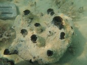 Científicos restauran esponjas marinas en Florida para salvar ecosistemas costeros