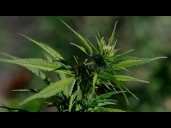 Regular cannabis users can develop severe symptoms like vomiting, cramps