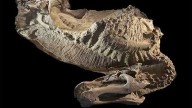 PHOTOS: 66 million-year-old dinosaur ‘mummy’ skin was actually a perfect clay mask