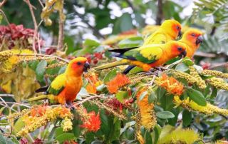 How Rewilding With the Beauty of Birds Can Heal Our Planet