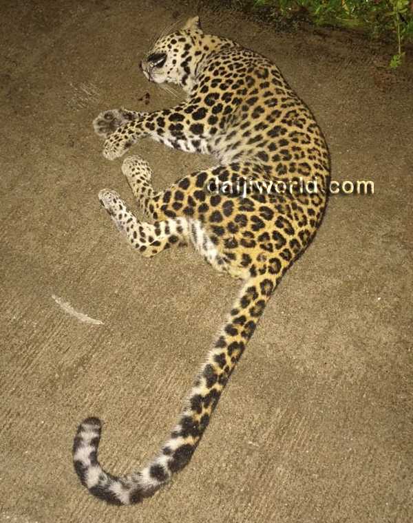 Brahmavar: Leopard dies after colliding with motorcycle, rider seriously injured