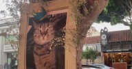San Francisco's Mission District mourns beloved store cat killed by Waymo