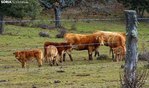 Un simple formulario: la Junta agiliza las ayudas a ganaderos para que puedan alimentar a sus animales tras los incendios