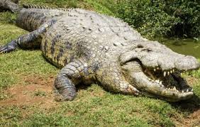 Tras el paso del huracán Melissa, Jamaica advierte sobre el riesgo de cocodrilos en zonas residenciales