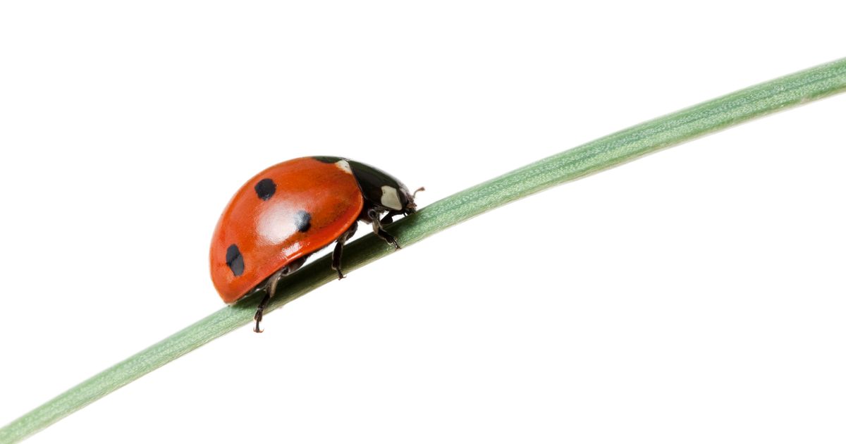 Every common type of ladybird in Britain as swarms invade UK