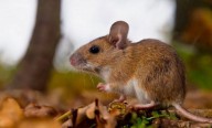 Salta refuerza medidas preventivas ante casos de hantavirosis