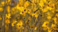 Lake Jesup floodplain bursts with native ‘swamp sunflower’ bloom