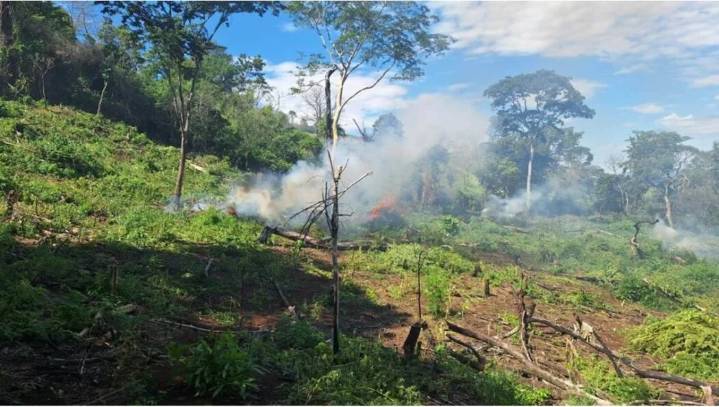 FANB destruye plantación de marihuana de seis hectáreas en el Zulia