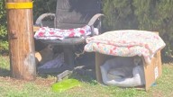 In California, A Pregnant Dog And Her Pup Wait In Cardboard Beds As A Storm Approaches