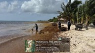 SARGACERAS, A MANTENIMIENTO: Concluye la temporada 2025 con la recolecta de más de 84 mil toneladas de la macroalga, informa el comandante de la XI zona naval, Marco Antonio Muñoz