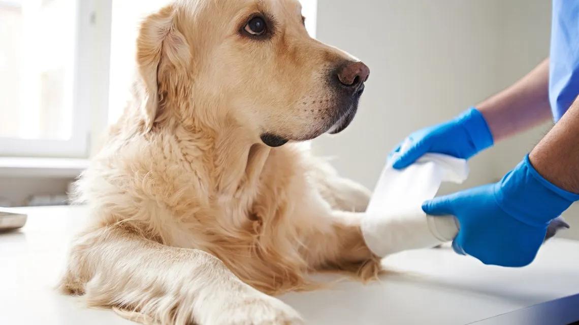 Bursitis en perros adultos
