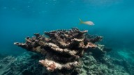 Corales críticos de la Florida están ahora “funcionalmente extintos” debido a las temperaturas oceánicas sin precedentes