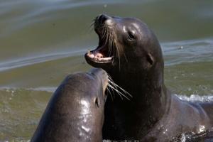 US hunts man who beheaded sea lion in second California attack
