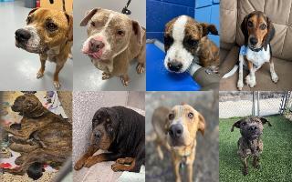 Midlands Pup Shots! October 29