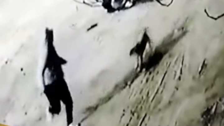 Chiclayo: Perrito se enfrenta a delincuentes y frustra asalto a pareja (VIDEO)