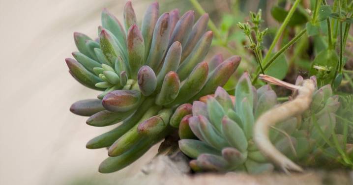 Native Plant Society holds celebration, sale