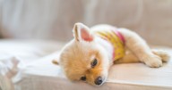 More than a third of pet owners sleep with their cat or dog every night