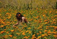 ¿Cómo es la experiencia turística entre campos de cempasúchil?