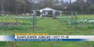 Fields of Grace Flower Farm 'Sunflower Jubilee' event slated for Oct 17