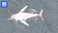 Humpback whale found dead tangled in shark net at Coledale north of Wollongong
