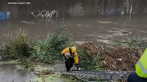 Firefighters rescue dog from Ventura County flood channel during storm, video shows