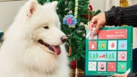 Treat your pup to a 12-day Advent calendar for under $15 at Chewy