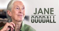 Conservationist Jane Goodall, whose work revolutionized the study of primates, has died